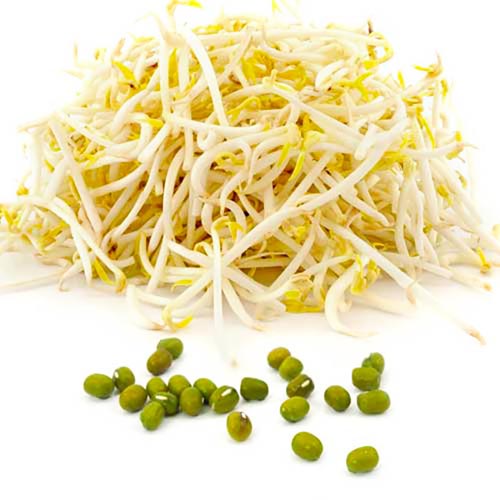 Germogli Di Soia in Busta     1X2kg