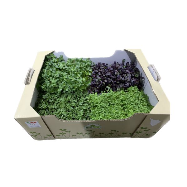 Germogli assortiti 1CT