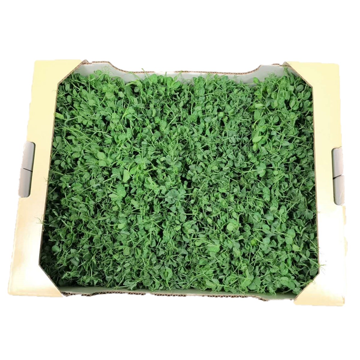 Microgreen Pisello (Pisello 8pz)