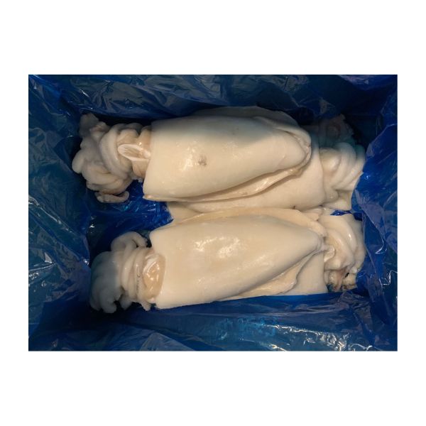Seppia Pulita Marocco 1500/2000 1x6.75 kg circa