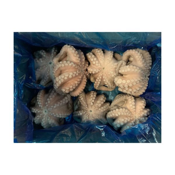 Polpo T6 Marocco 1x6kg circa