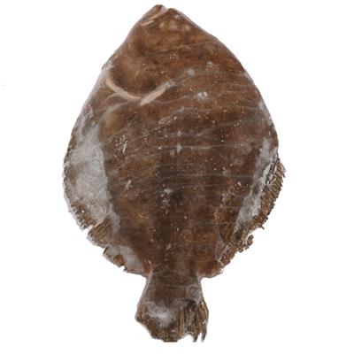 Rombo 200-500gr. 1X10kg