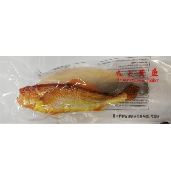 Corvina Congelata 1X(400/500g)
