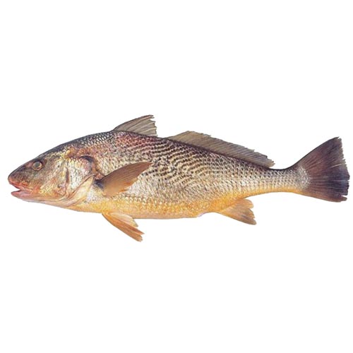 Ombrina Atlantica 250-500 1X10kg
