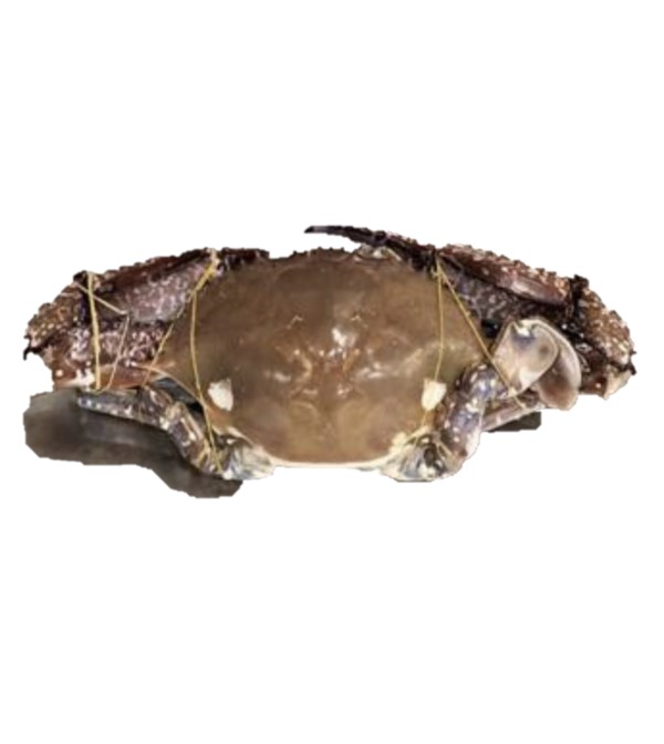 Granchio Blu intero 200/300 1x8kg