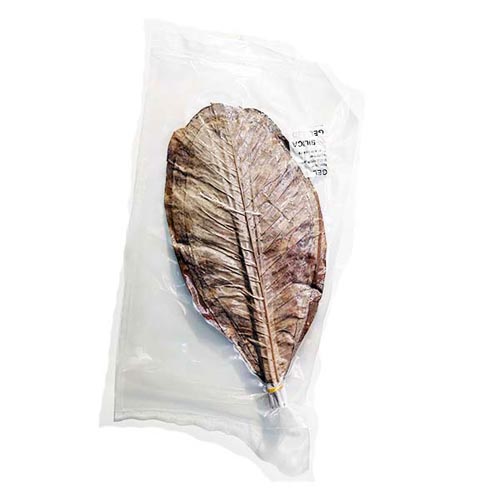 Foglie di Magnolia 50X20pz