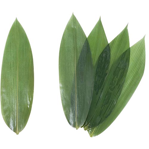 Foglie Bambu S 18-23cm 30X100s